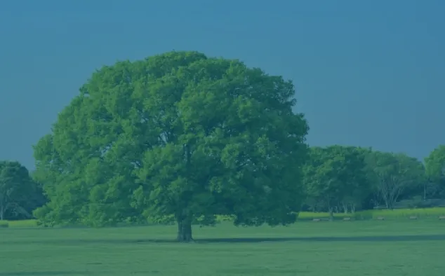 環境意識の向上を表すイメージ（広場の大きな樹木）